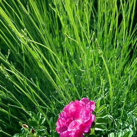 Casa rural Casale Le Selvette *