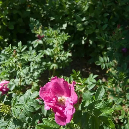 Casale Le Selvette Casa rural